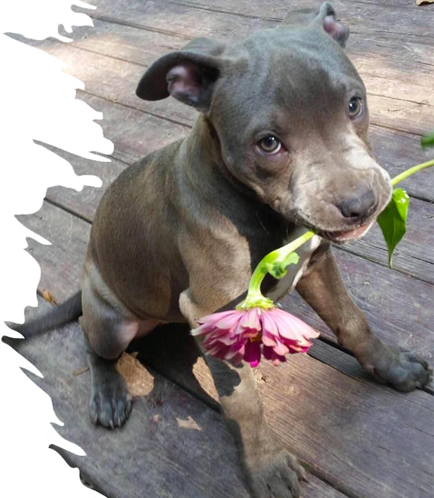 Chien et fleur
