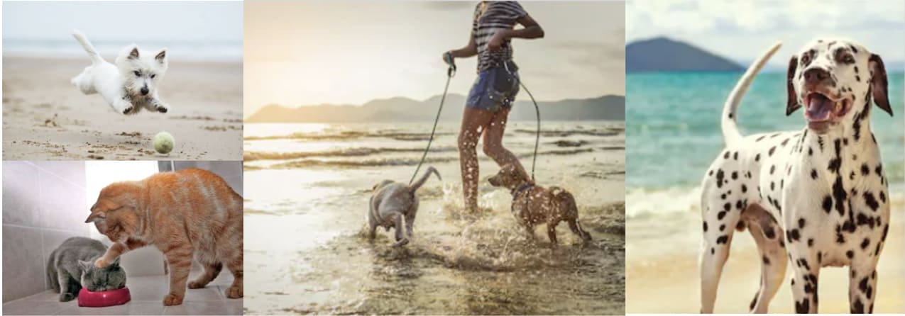 Bien s'occuper des animaux conseils