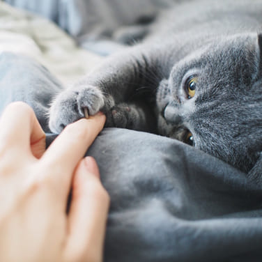 Patte de chat