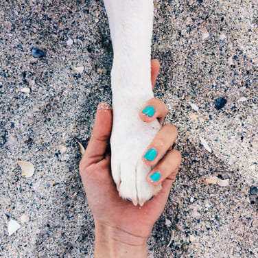 Patte de chien