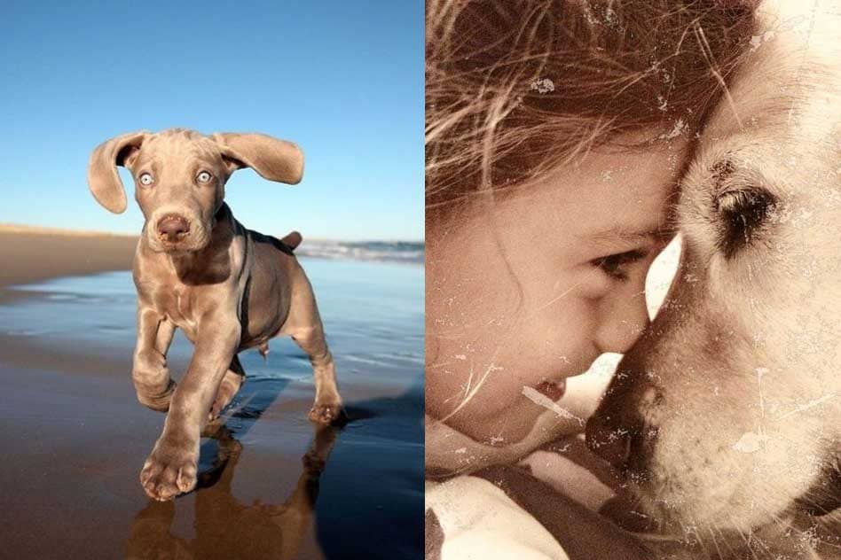 Complicité chien et petite fille