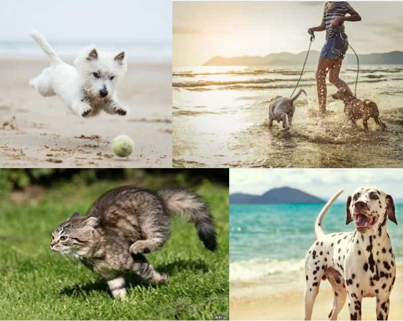 Chiens et chats qui jouent
