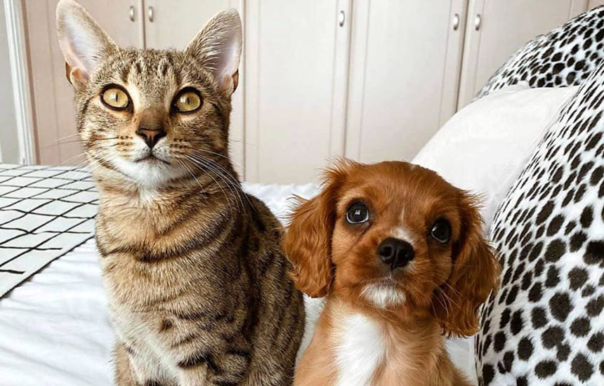 Peps & Liloo les vrais