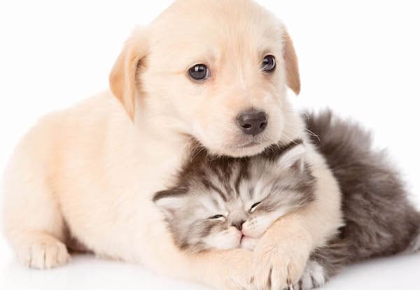 CHIENS & CHAT SOUS LE MEME TOIT